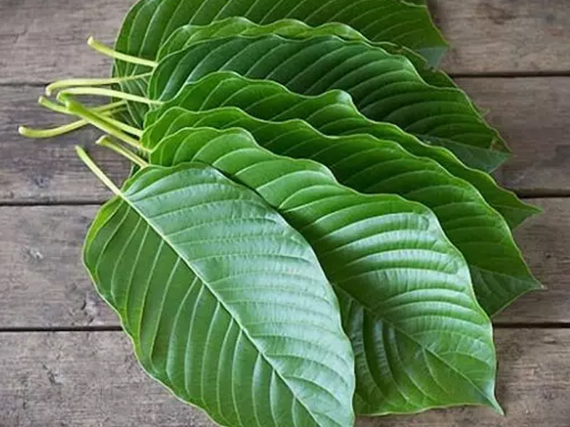 กระท่อมแตงกวา (ก้านเขียว) Green Vein Kratom